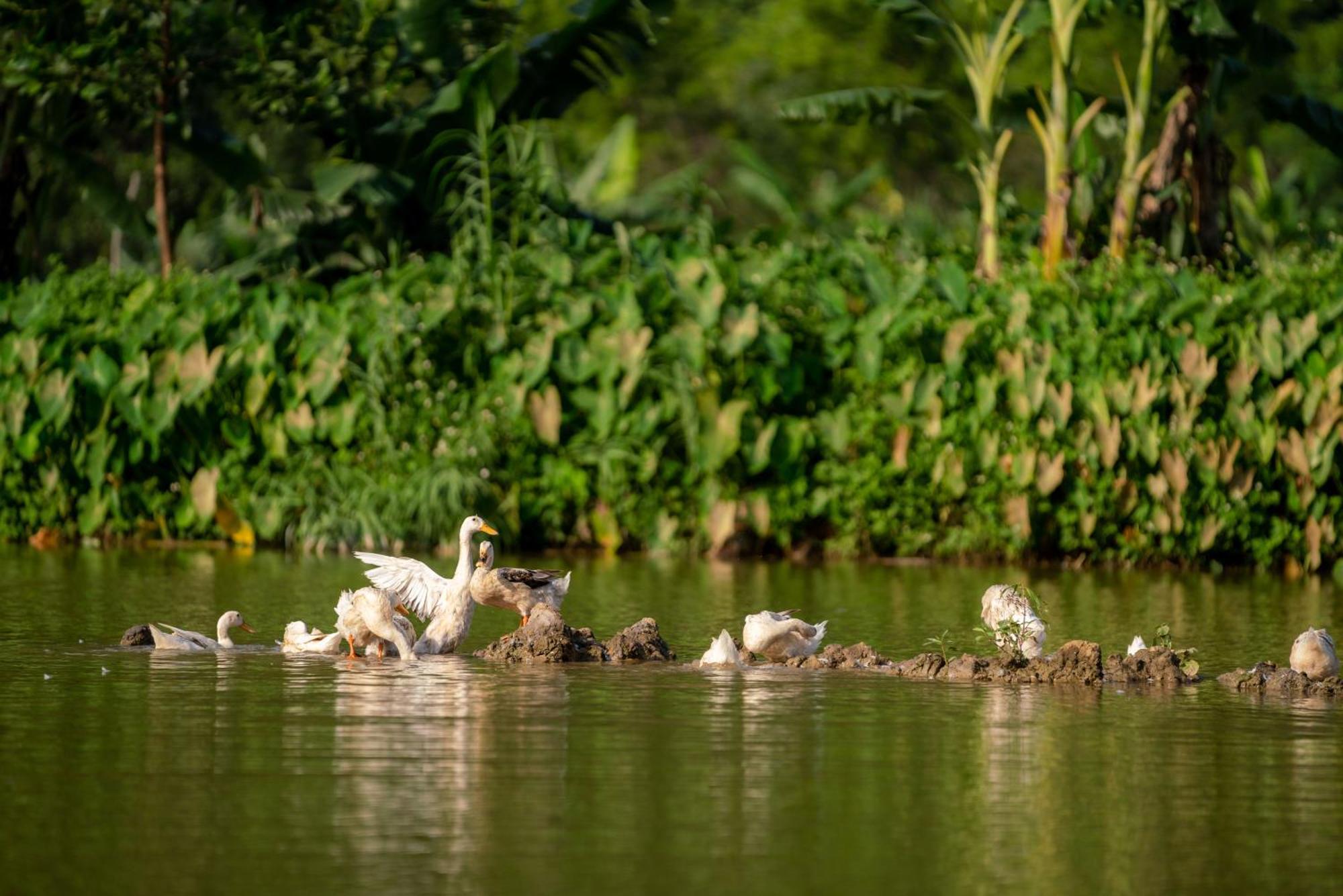 Tan Dinh Farmstay ニンビン エクステリア 写真